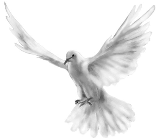 white_pigeon1